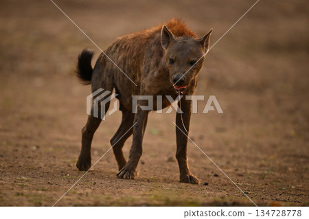 Spotted hyena turns dribbling saliva from mouth Spotted hyena turns dribbling saliva from mouth 134728778