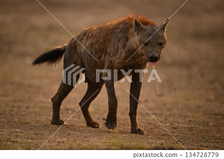 Spotted hyena walks dribbling saliva from mouth 134728779