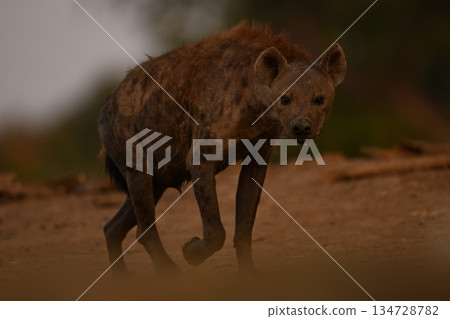 Spotted hyena walks towards camera lifting foot 134728782