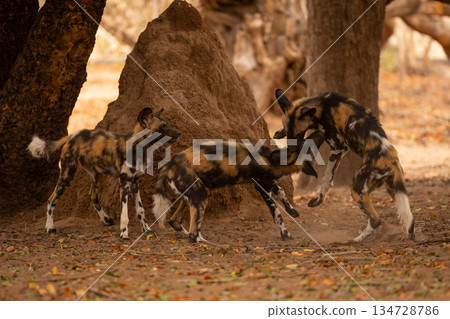 Three African wild dogs play fighting together 134728786