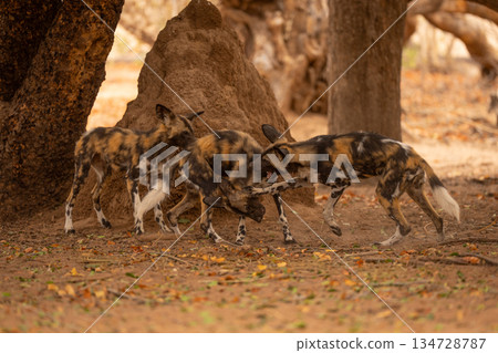 Three African wild dogs play under tree Three African wild dogs play under tree 134728787