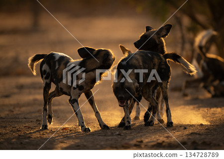 Three backlit African wild dogs play fight 134728789