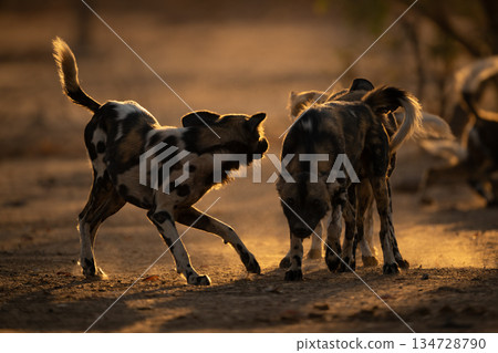 Three backlit African wild dogs stand playing Three backlit African wild dogs stand playing 134728790