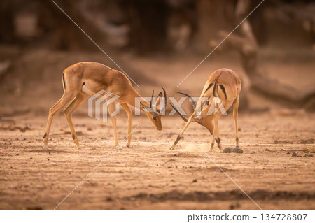 Two male impalas fighting on sandy ground 134728807