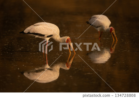 Two yellow-billed storks fish in calm pool 134728808