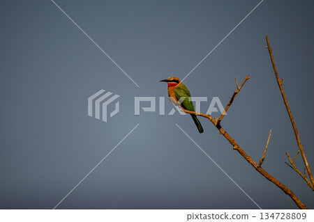 White-fronted bee-eater  on dead branch in sunshine 134728809