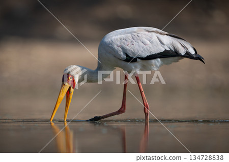 Yellow-billed stork crosses calm pool in sunshine Yellow-billed stork crosses calm pool in sunshine 134728838
