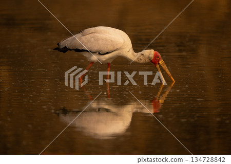 Yellow-billed stork crosses pond looking for food Yellow-billed stork crosses pond looking for food 134728842