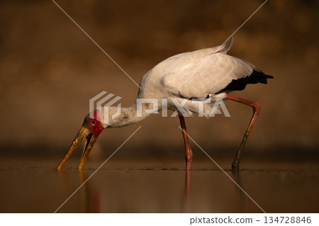 Yellow-billed stork searches for food in pool 134728846