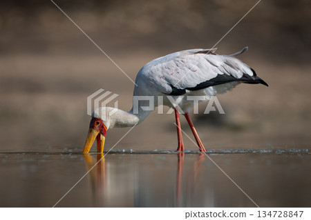 Yellow-billed stork searches for prey in pool 134728847