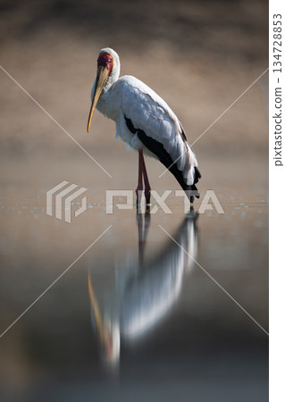 Yellow-billed stork stands reflected in still water Yellow-billed stork stands reflected in still water 134728853