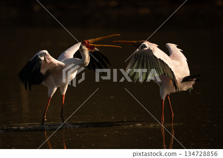 Yellow-billed storks confront each other in pond 134728856