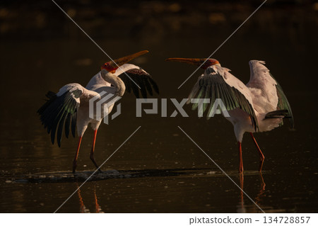 Yellow-billed storks confront each other in pool 134728857