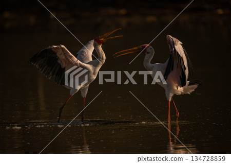 Yellow-billed storks confronting each other in pond Yellow-billed storks confronting each other in pond 134728859