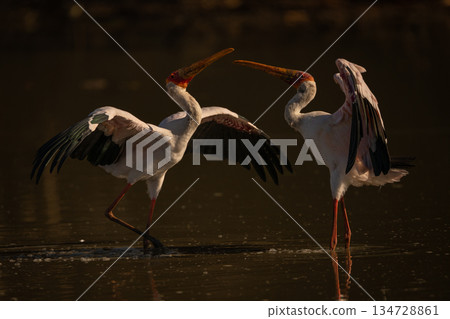 Yellow-billed storks confronting each other in water 134728861