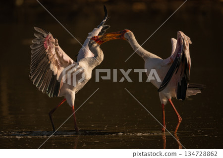 Yellow-billed storks face off in shallow pond Yellow-billed storks face off in shallow pond 134728862