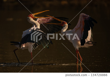 Yellow-billed storks facing off in shallow pool 134728866