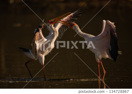 Yellow-billed storks facing off in shallow water 134728867