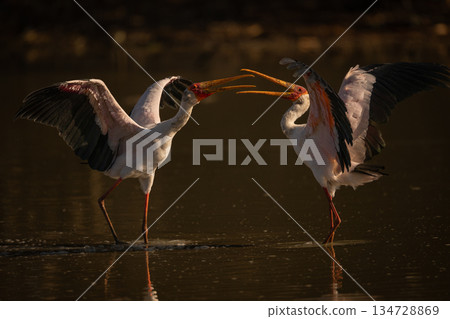 Yellow-billed storks fight in water spreading wings Yellow-billed storks fight in water spreading wings 134728869