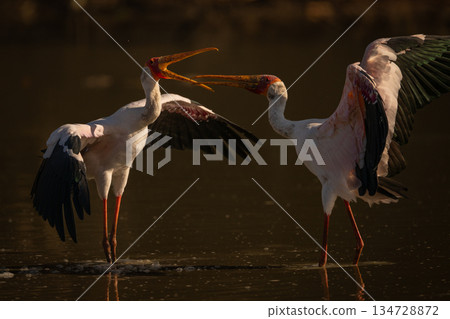 Yellow-billed storks squabble in water spreading wings 134728872