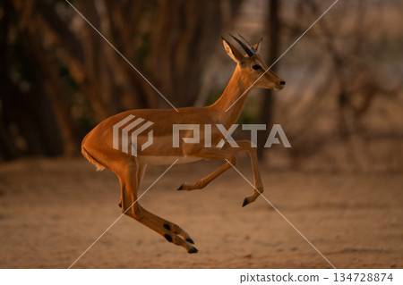 Young male impala crosses clearing lifting forelegs Young male impala crosses clearing lifting forelegs 134728874