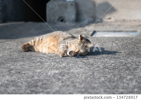 貓躺在街上 134728917