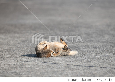 貓躺在街上 134728918