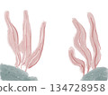 Illustration of red seaweed 134728958