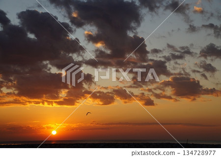 Golden dawn on the sea.The red ball of a huge sun rises from the horizon. The sky is painted a bright orange. Summer, morning twilight. A large white bird flies across the sky against the backdrop of Golden dawn on the sea.The red ball of a huge sun rises from the horizon. The sky is painted a bright orange. Summer, morning twilight. A large white bird flies across the sky against the backdrop of 134728977