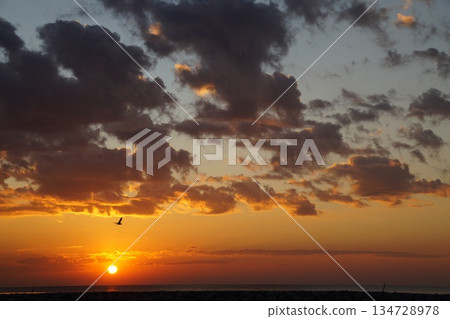 The red ball of a huge sun rises from the horizon. The sky is painted a bright orange. Summer, morning twilight. A large white bird flies across the sky against the backdrop of dawn. The red ball of a huge sun rises from the horizon. The sky is painted a bright orange. Summer, morning twilight. A large white bird flies across the sky against the backdrop of dawn. 134728978