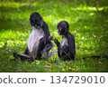 Geoffroy's Spider Monkey with Baby 134729010