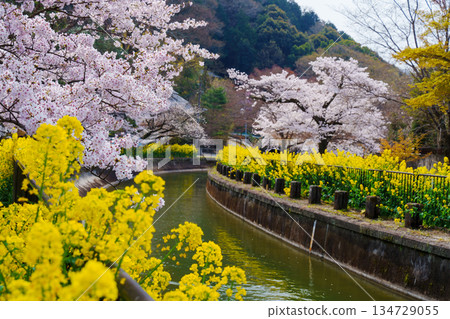 山科水道,櫻花和油菜花競相盛開。 山科水道,櫻花和油菜花競相盛開。 134729055