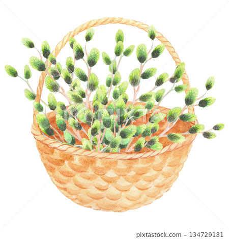 Basket with the willows branches. Watercolor illustration. For fabric, wallpaper, packing paper, greeting cards, design, decoration and illustration. Basket with the willows branches. Watercolor illustration. For fabric, wallpaper, packing paper, greeting cards, design, decoration and illustration. 134729181