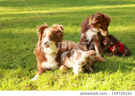 Three dogs are laying on the grass, one of which is wearing a red vest Three dogs are laying on the grass, one of which is wearing a red vest 134729182