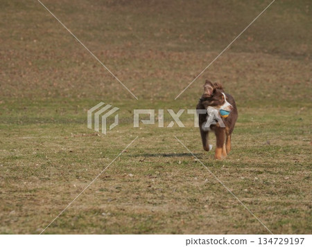 Dog is running in a field with a blue ball in its mouth 134729197