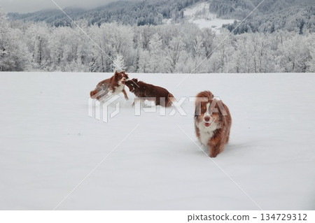Three dogs are playing in the snow 134729312