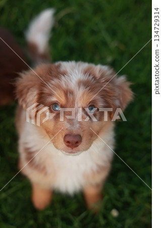 Brown and white dog with blue eyes is looking at the camera 134729314