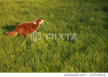 Brown dog is running through a field of grass 134729318