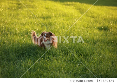 Brown and white dog is running through a field of grass 134729325