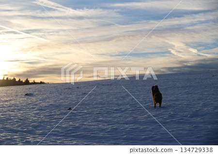 Dog over snowy hill at sunset 134729338