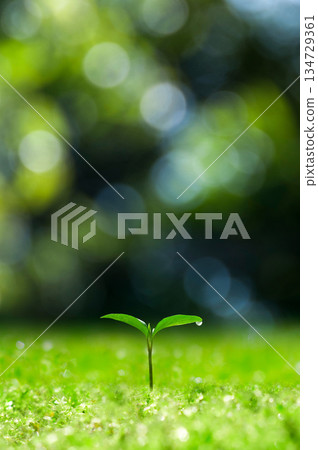 Sprouts in the forest, newly sprouted leaves Sprouts in the forest, newly sprouted leaves 134729361