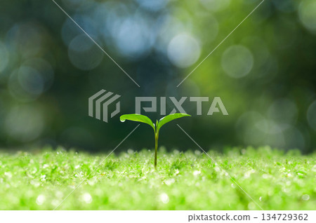 森林中的嫩芽，新生的兩片葉子 134729362