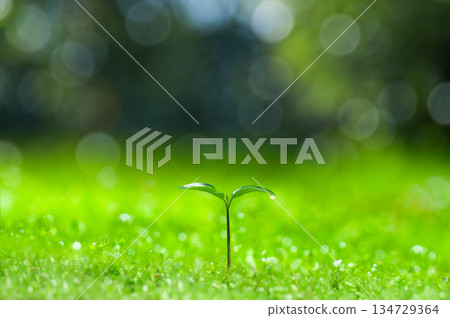 Sprouts in the forest, newly sprouted leaves Sprouts in the forest, newly sprouted leaves 134729364