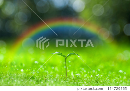 Sprouts in the forest, newly sprouted leaves Sprouts in the forest, newly sprouted leaves 134729365