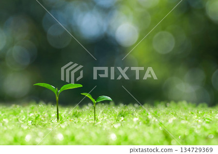 森林中的嫩芽,新生的兩片葉子 森林中的嫩芽,新生的兩片葉子 134729369