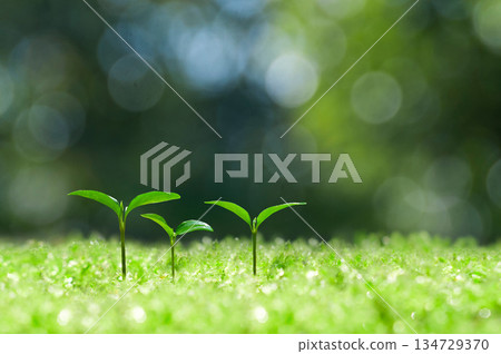 森林中的嫩芽,新生的兩片葉子 森林中的嫩芽,新生的兩片葉子 134729370