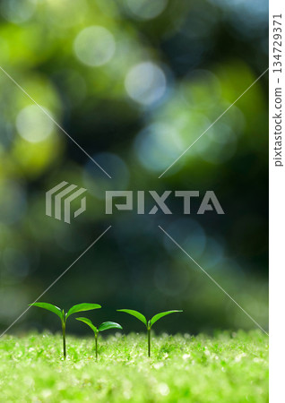 森林中的嫩芽,新生的兩片葉子 森林中的嫩芽,新生的兩片葉子 134729371