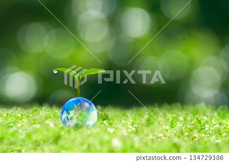 Earth and new leaves, new leaves, ecology Earth and new leaves, new leaves, ecology 134729386