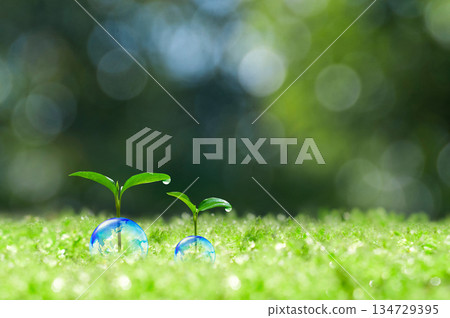 Earth and new leaves, new leaves, ecology Earth and new leaves, new leaves, ecology 134729395