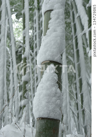 白雪覆蓋的竹林 134729865